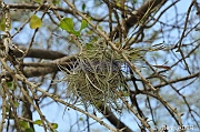 Tillandsia recurvata Epithete recurvee Ball moss barba di kaduski DSC_2244_tn
